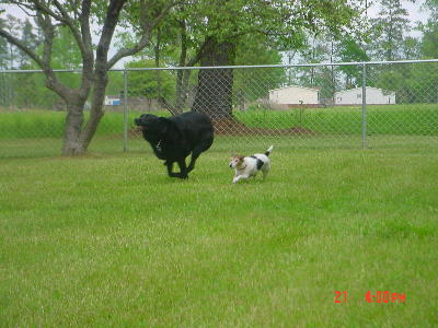 Zach and Sweetie running