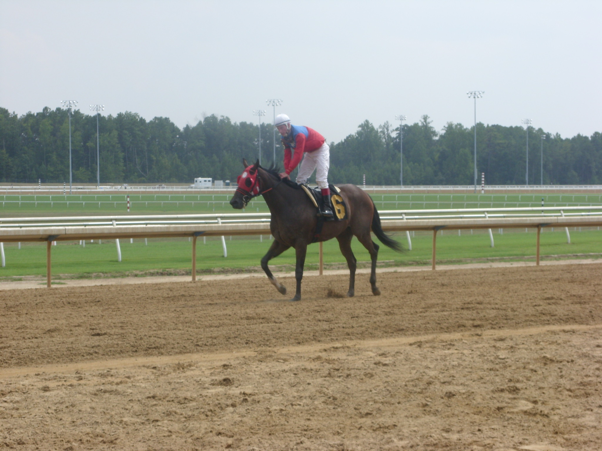 Perfect Pet, 2nd in the 2008 Jamestown Stakes-Bred by Perfect Peace Farm