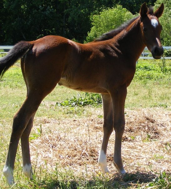 Marq Your Bible-Thoroughbred Race horse by Marquetry for sale