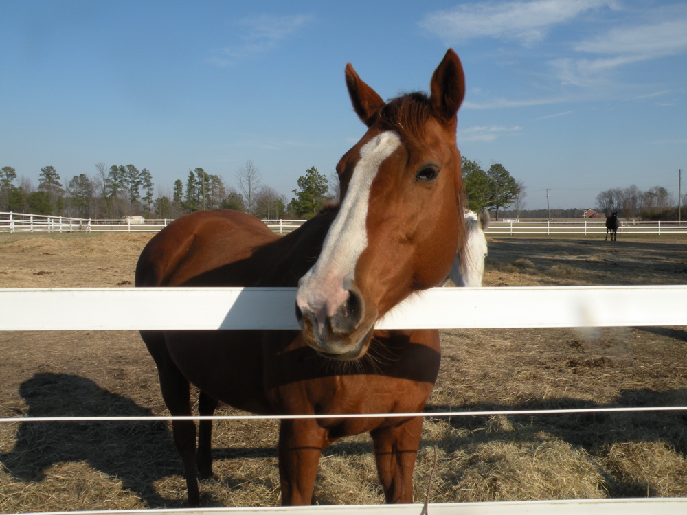 Mayo Lane at the Fence