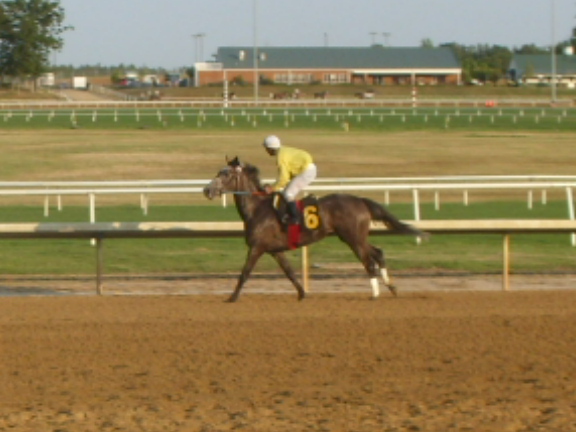 Quoit Blessed at the track
