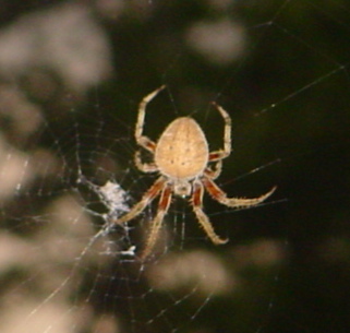 barn spider