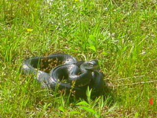 Black Snake
