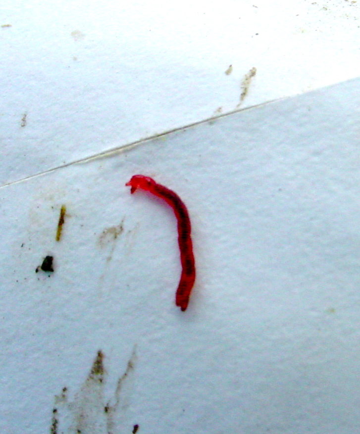Bloodworm