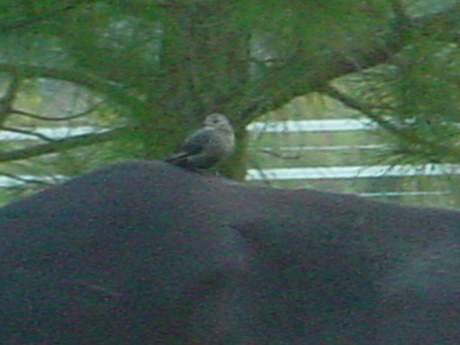 cowbird on the back of a horse