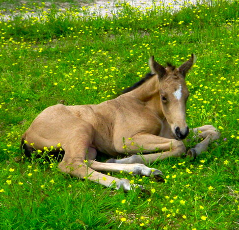 Buckskin TB filly
