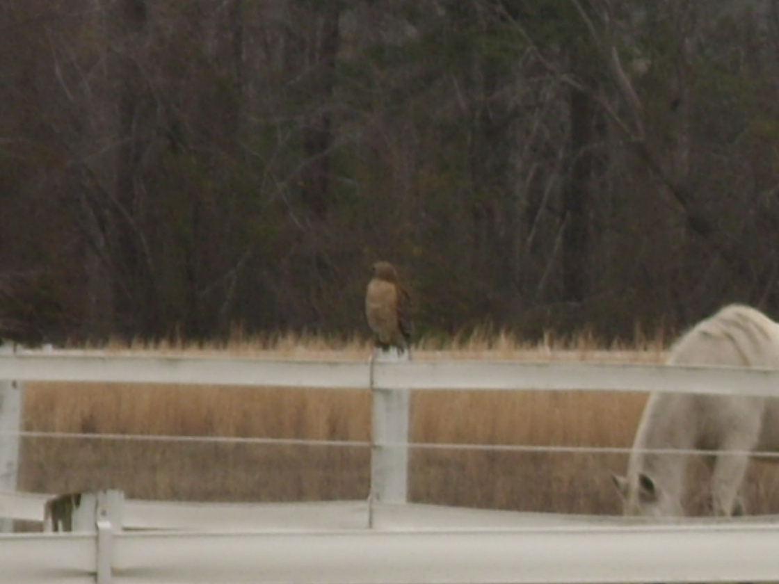 Red Shouldered Hawk