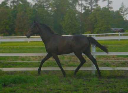 Princess at the trot