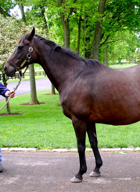 Click here to see the broodmares