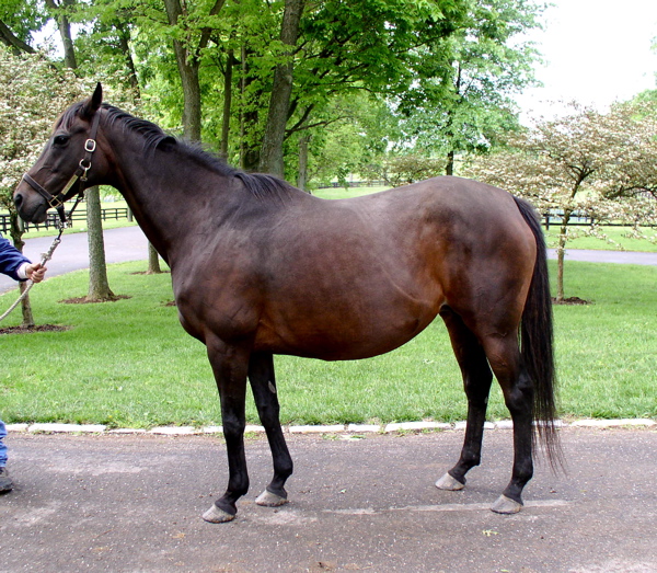 Scarlette at War Horse Place